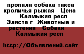 пропала собака такса кроличья рыжая › Цена ­ 0 - Калмыкия респ., Элиста г. Животные и растения » Собаки   . Калмыкия респ.